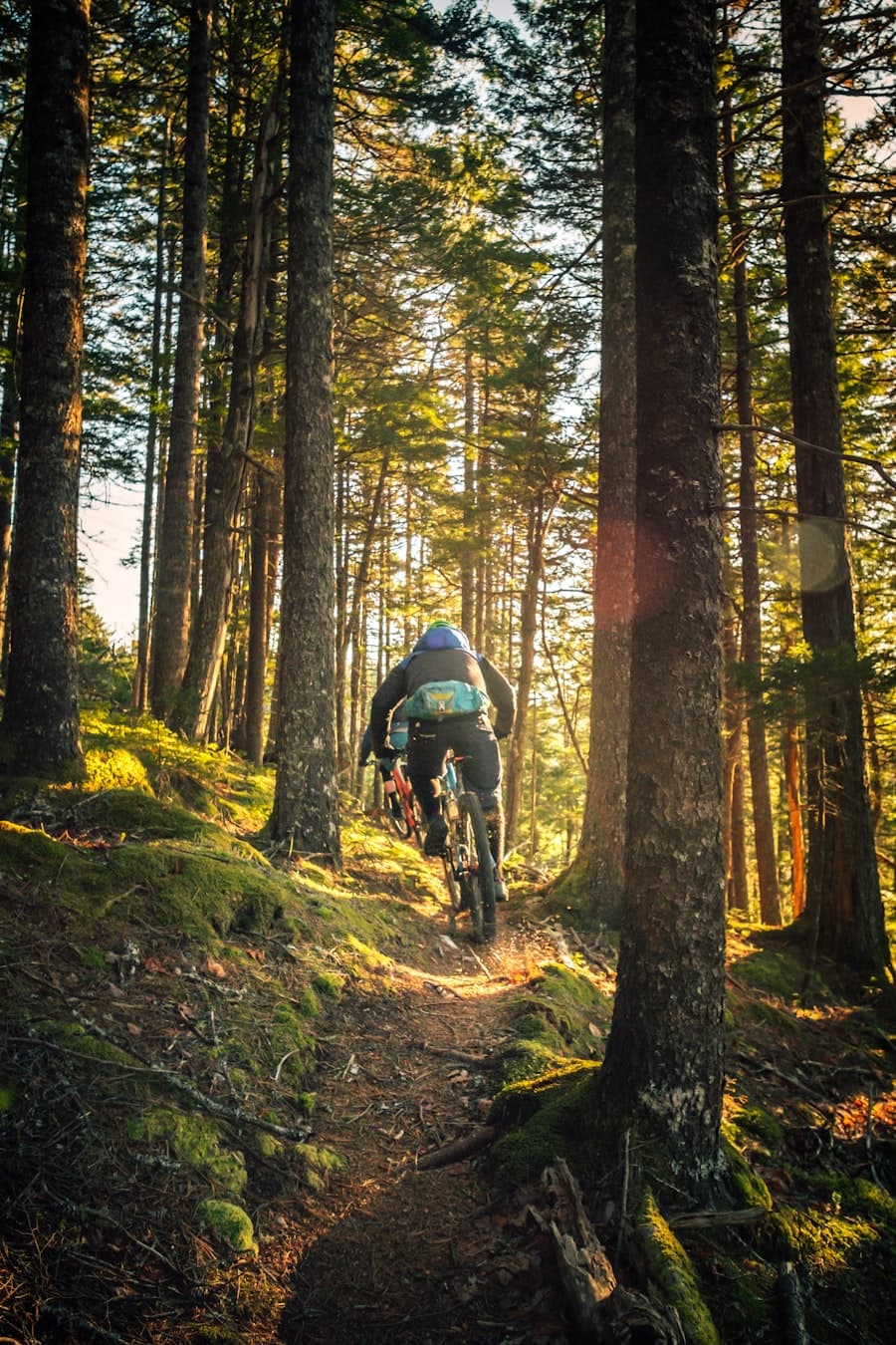 Mountain biker riding a sunlit forest trail