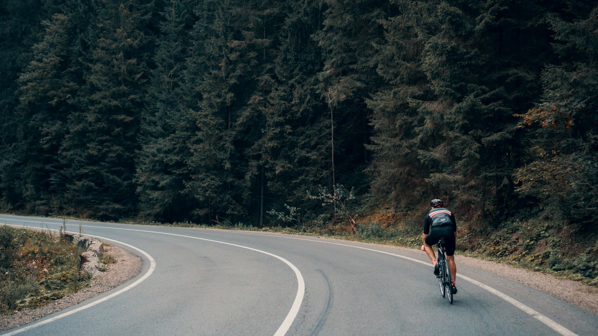 Cyclist riding along a winding tree-lined road